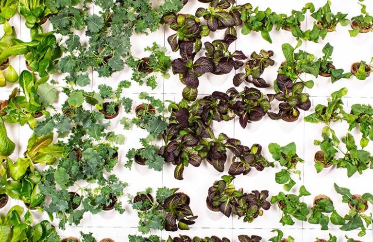 Harvest Today - Harvest Wall with growing lettuce, kale, frill, mustard and basil