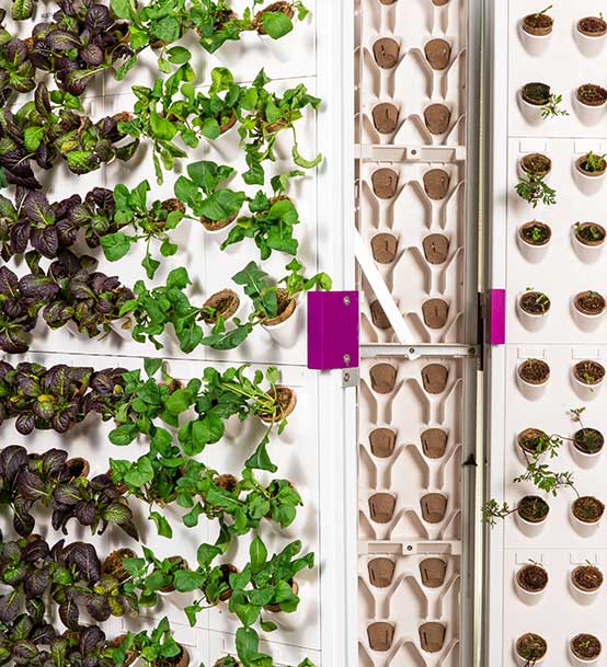 Harvest Wall with growing mustard frills and basil and showing the back of the wall