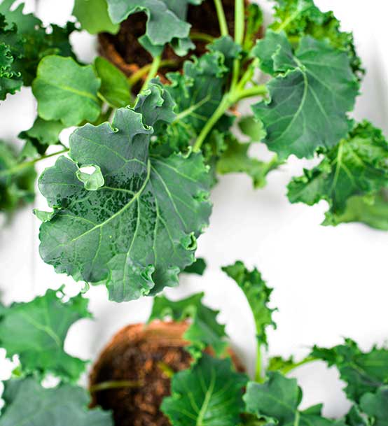 Kale leaf from the Harvest Wall