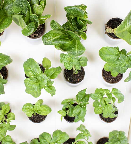 lettuce produce growing in The Harvest Wall