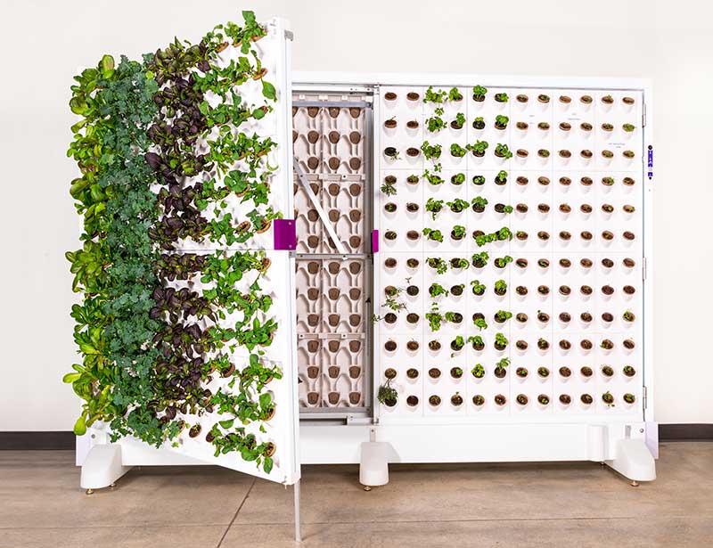 opened Harvest Wall with Kale, Mustard, Lettuce and Basil