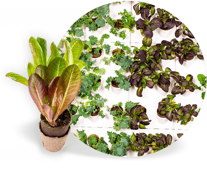 plants and vegetables growing on the Harvest Wall with lettuce in a peat cup