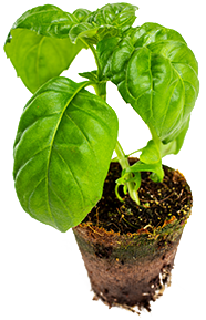 single basil growing on a peat cup