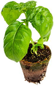 single basil growing on a peat cup