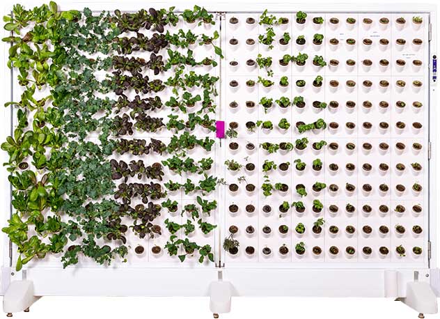 Harvest Wall by Harvest Today