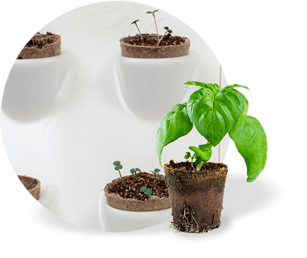 Harvest Wall port with germinating plants and a basil on a peat cup