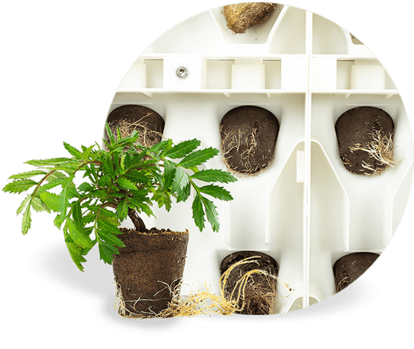 back of the Harvest Wall and a mint growing on a peat cup