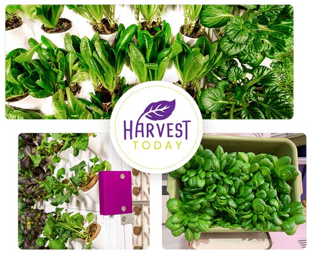 variety of greens growing from the Harvest Wall by Harvest Today