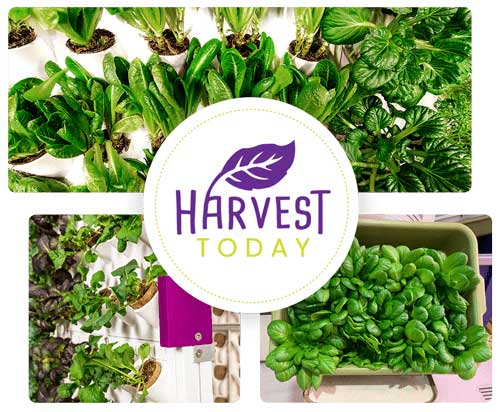 variety of vegetables growing from the Harvest Wall by Harvest Today
