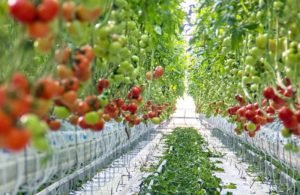 crops growing in a Controlled Environment Agriculture